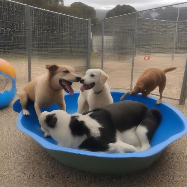 Happy dog enjoying playtime at a Central Coast dog boarding facility