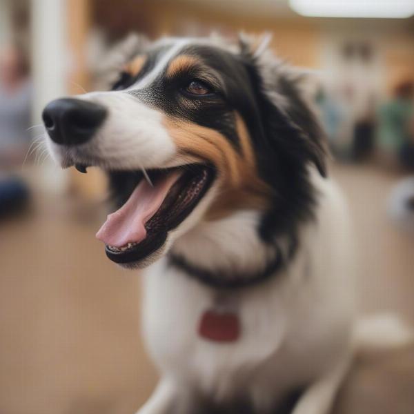 A happy dog enjoying their time at a Pflugerville dog daycare