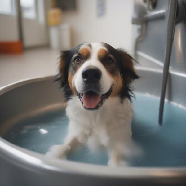 Happy Dog Being Washed