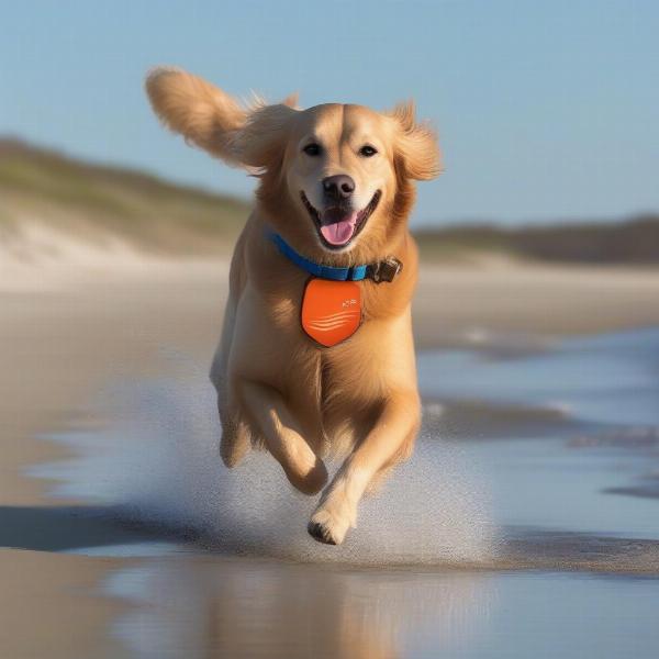 Happy dog playing on a Cape Cod beach