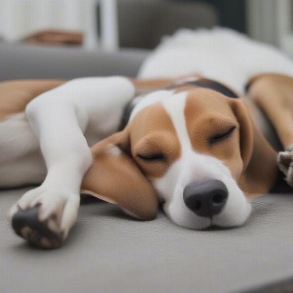 Happy dog enjoying petting