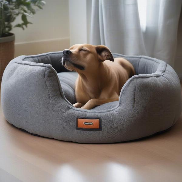 Happy Dog Sleeping Peacefully in a Scruffs Bed