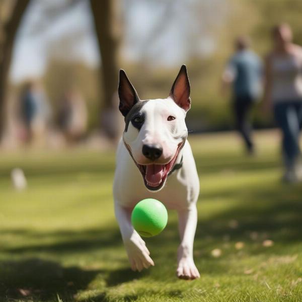 Happy English Bull Terrier enjoying time with its new owner in a park