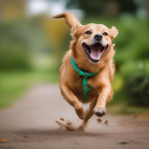 Happy Healthy Dog Playing in Park