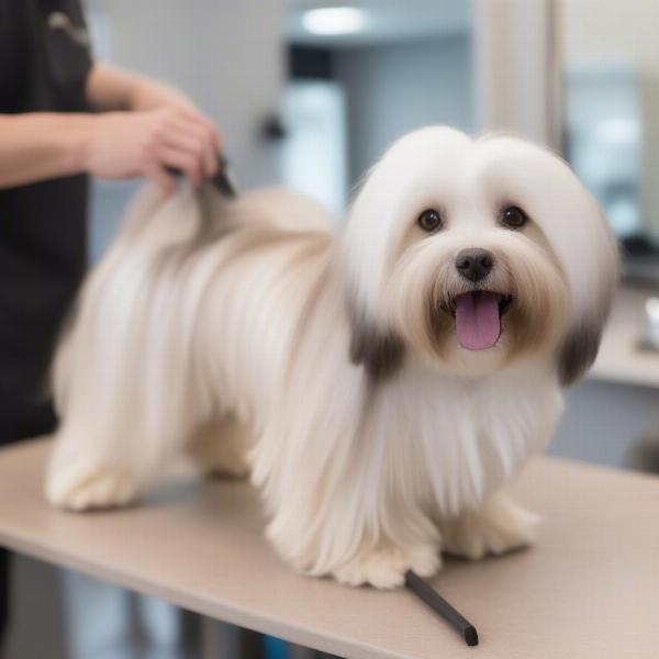 Havanese dog being groomed in Toronto