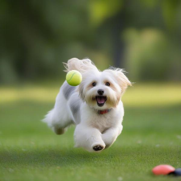 Havanese dog playing fetch in a Minnesota park