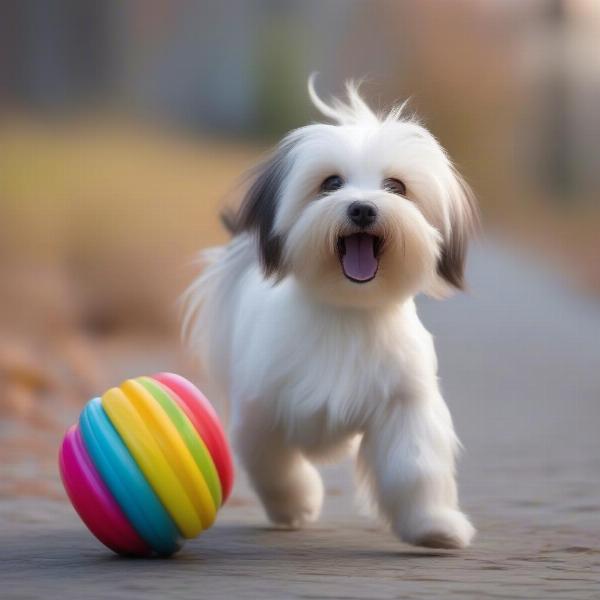 Havanese playing with a toy