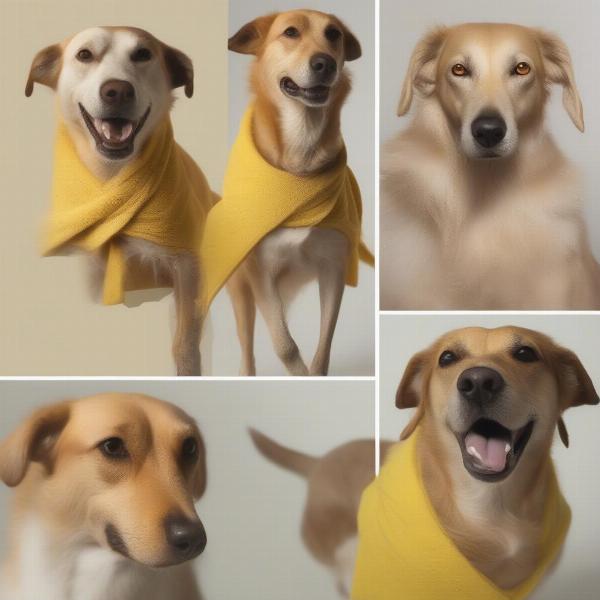 Health Problems Indicated by a Yellow Dog Coat