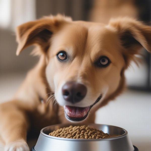 A healthy dog enjoying Langham dog food