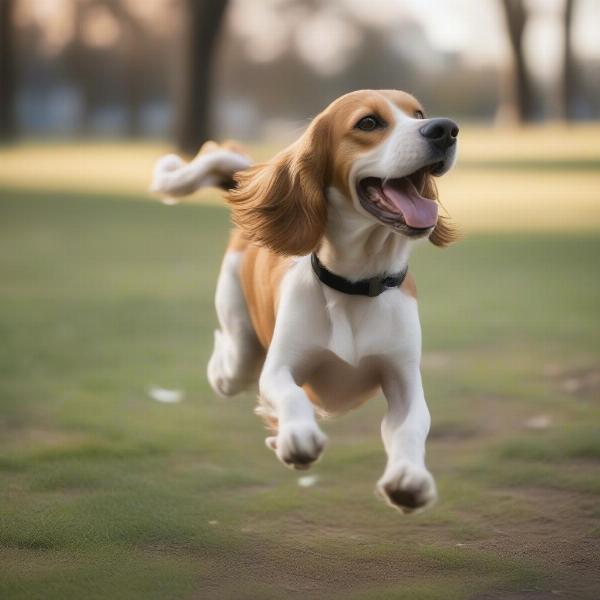 A Healthy and Happy Floppy-Eared Dog