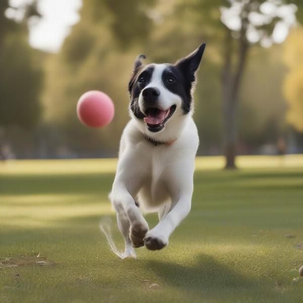 Healthy weight dog playing