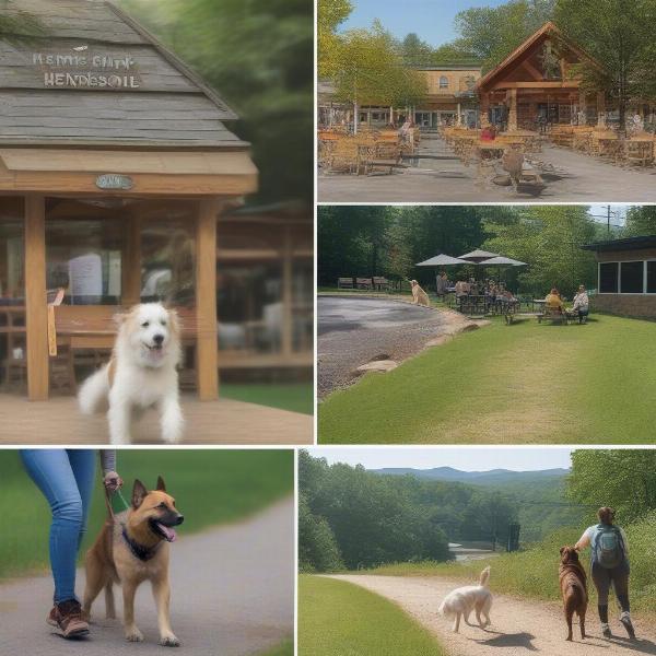 Dog-friendly activities in Hendersonville, NC