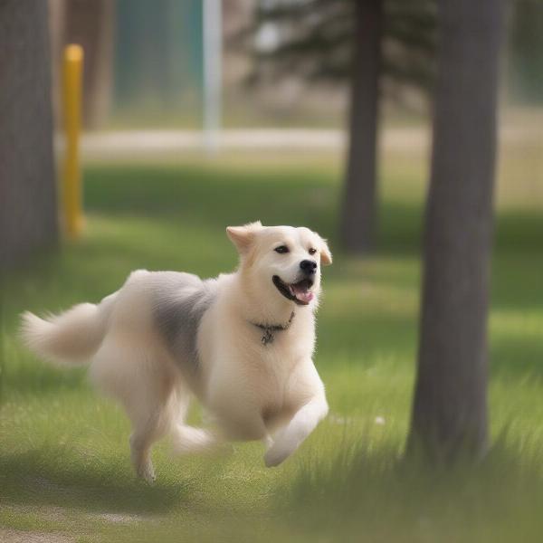 Lesser-Known Off-Leash Areas in Edmonton