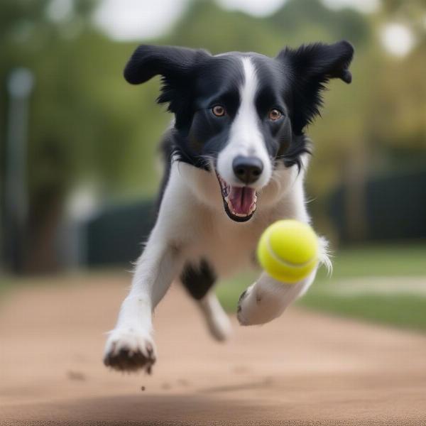 A dog playing fetch with a ball