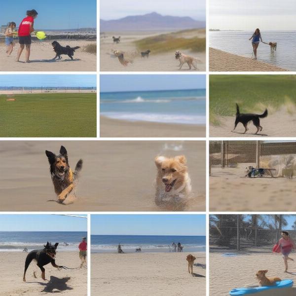 Dog activities in Rocky Point