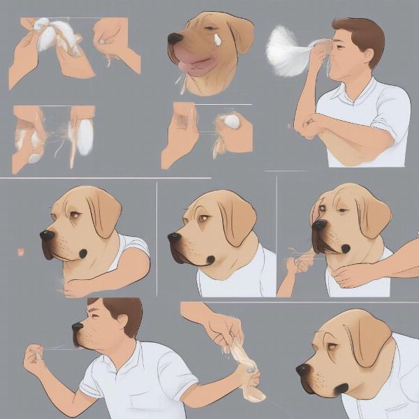 Step-by-Step Dog Ear Cleaning Guide