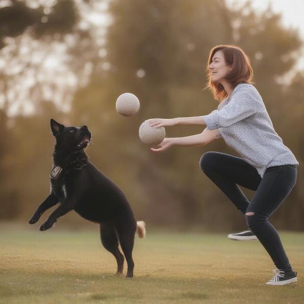 Training Your Dog to Fetch