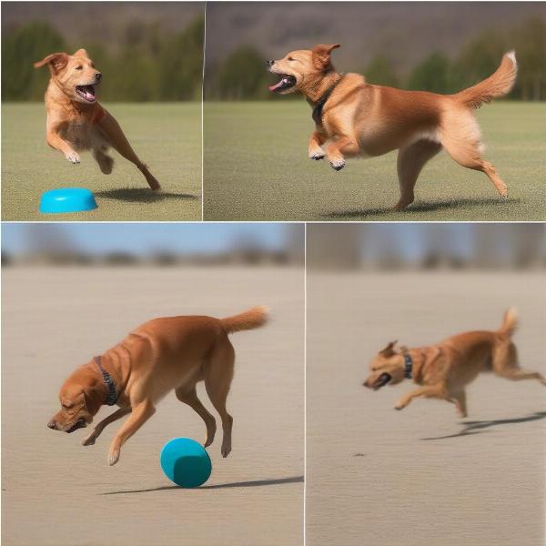 Training a dog to catch a flying disc