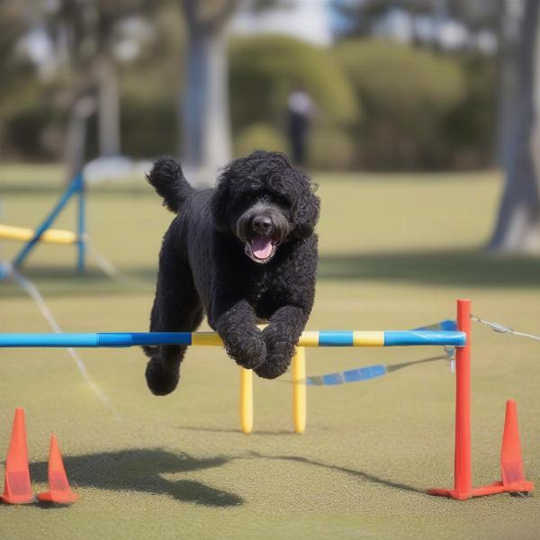 Training a Portuguese Water Dog in Australia