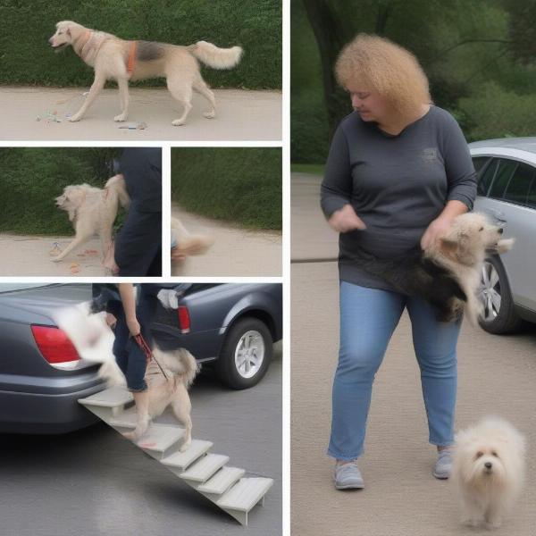 Training a dog to use car steps