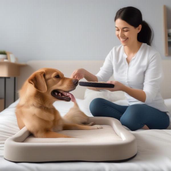 Training a dog to use a bedside dog bed