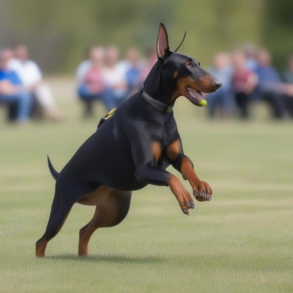 IGP Dog Obedience