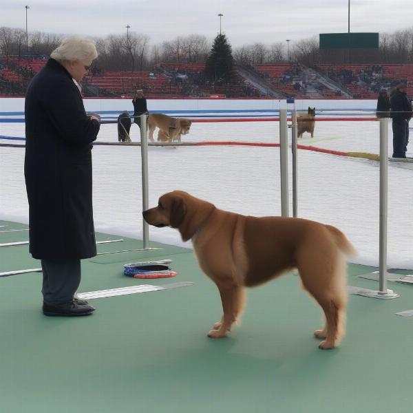 Dog show judging at the Indy Winter Classic