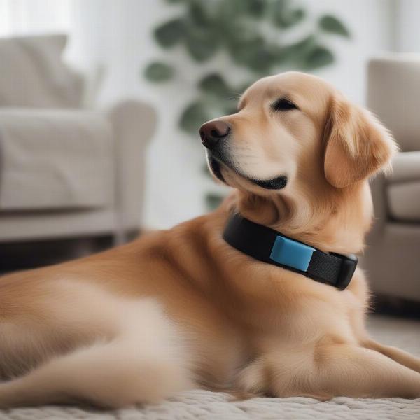 Inflatable Dog Collar - A Comfortable Alternative