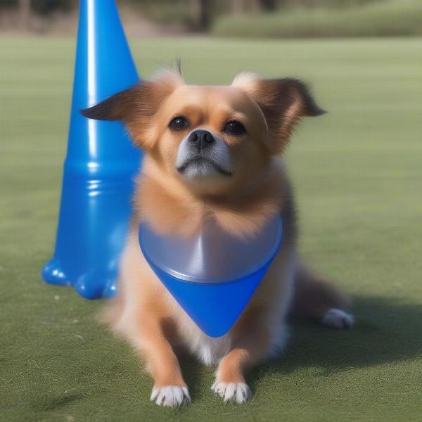 Comfortable Inflatable Dog Cone