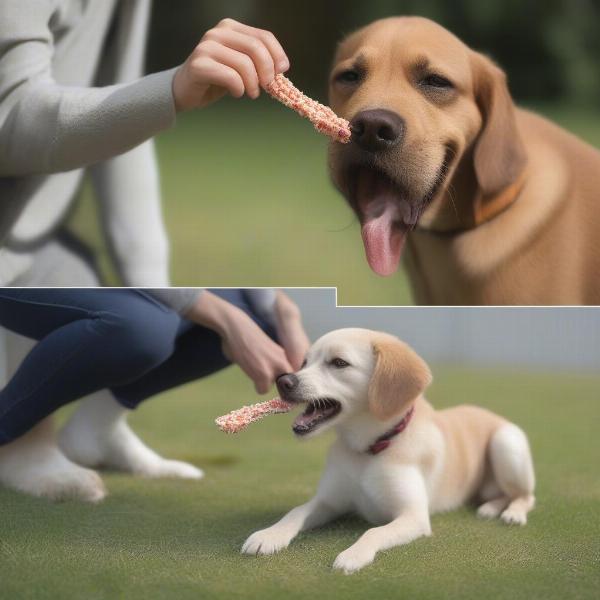 Introducing cet chews to your dog