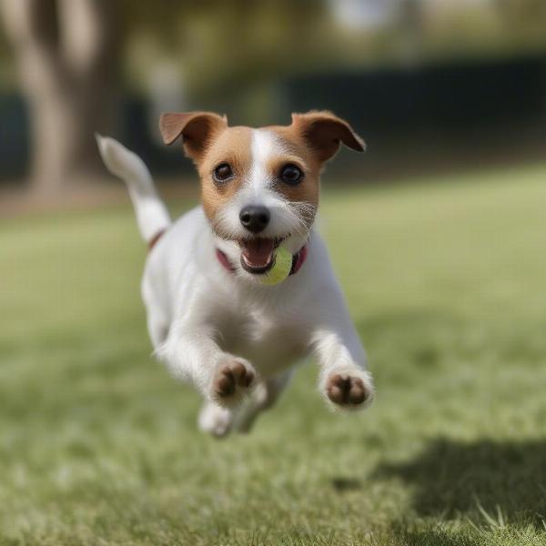 Irish Jack Russell playing fetch in the park