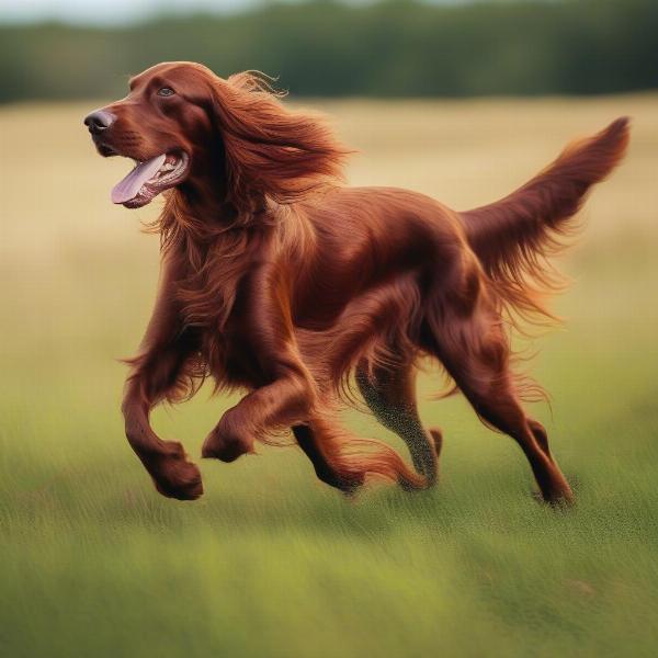 Irish Setter running through a field