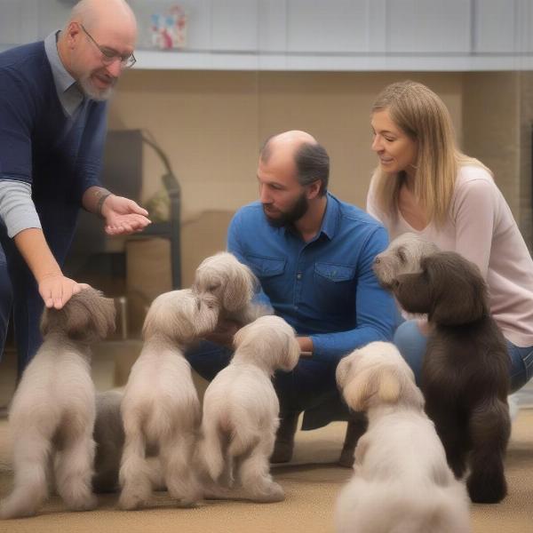 Italian Spinone breeder meeting with potential puppy buyers