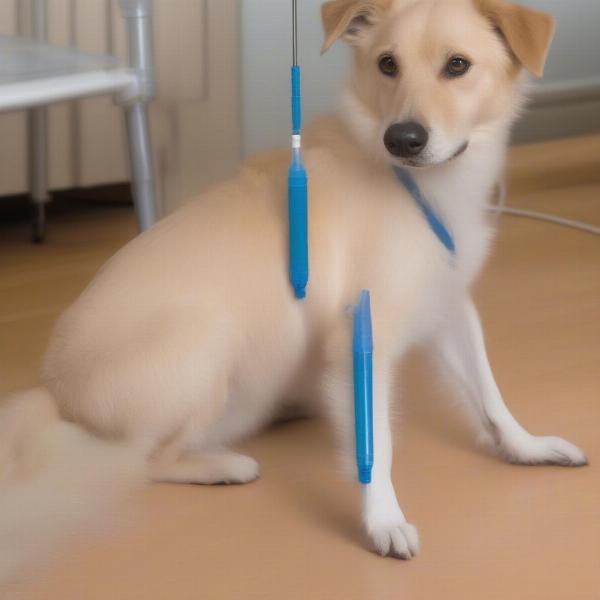 IV Catheter Placement in Dog