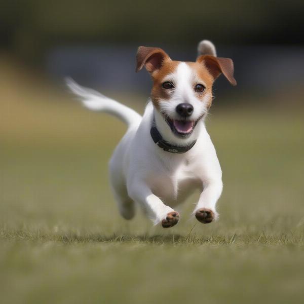 Jack Russell Terrier running in a field