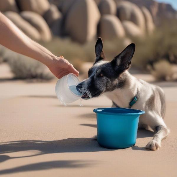 Dog drinking water in Joshua Tree