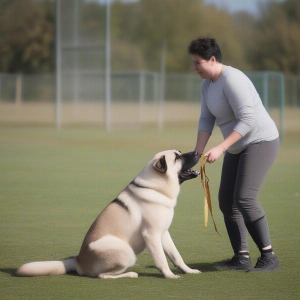 Kangal Dog Training