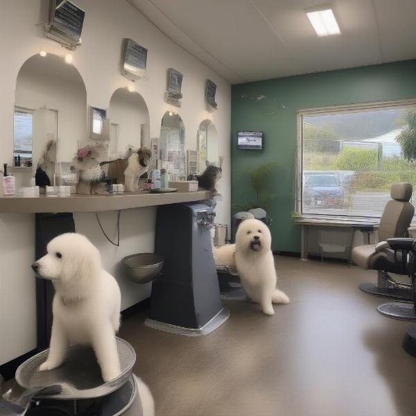 Qualities of a Good Dog Groomer in Kapiti