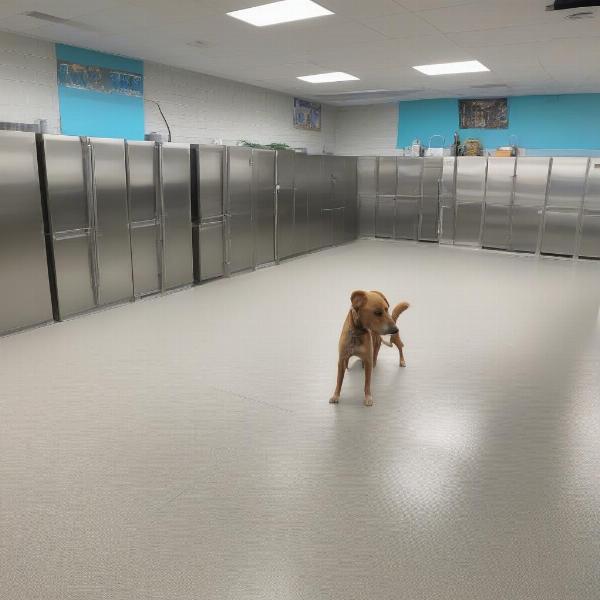 Inspecting the facilities of a dog daycare