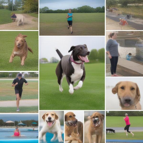 Maintaining a Healthy Lifestyle for Your Lab Mix