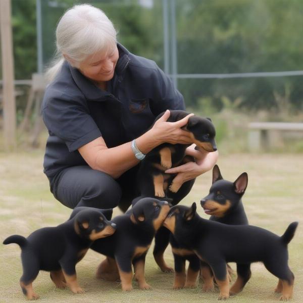 Lancashire Heeler puppies with a breeder