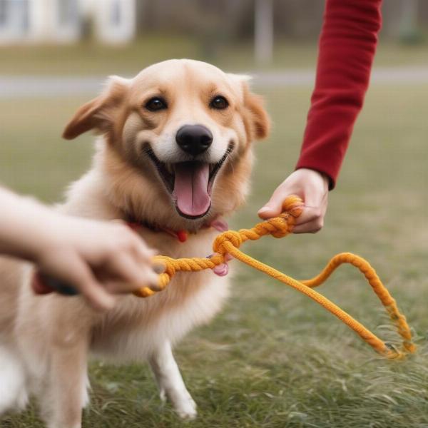 Benefits of rope dog toys