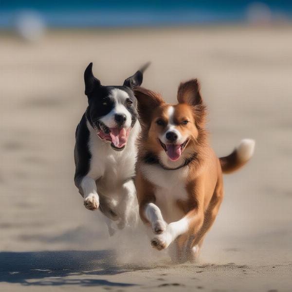 Dogs playing on Long Beach