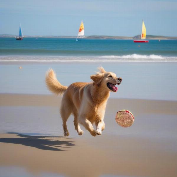 Dog Enjoying Long Rock Beach in Penzance