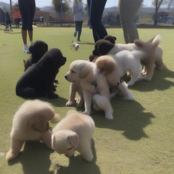 Puppy Training Classes in Benoni