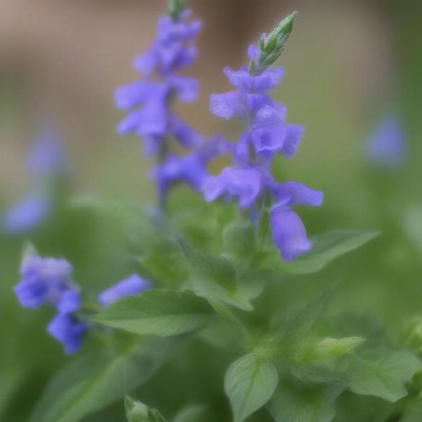 Mad Dog Skullcap Plant Benefits for Dogs