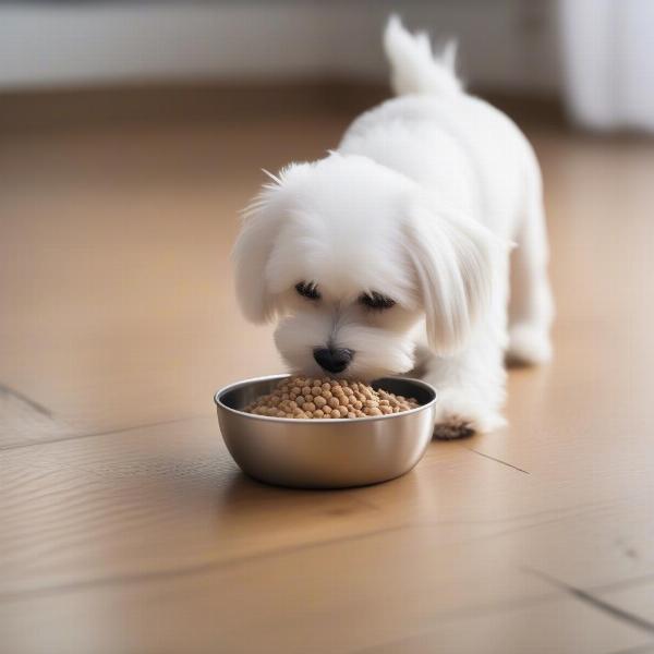 Maltese dog enjoying a bowl of premium dog food