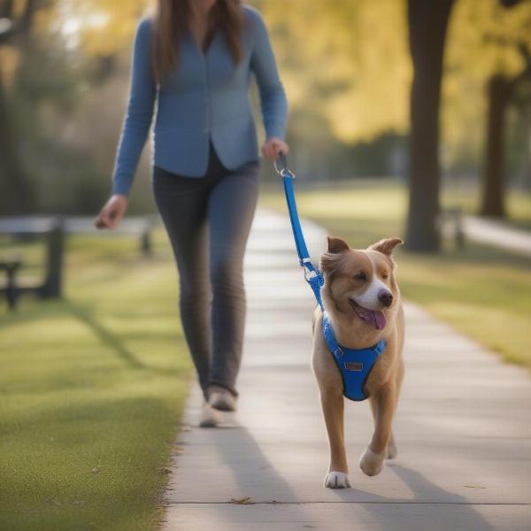 Dog wearing a martingale harness while walking