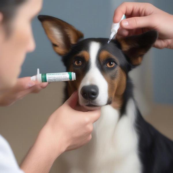 Applying Maxitrol Eye Ointment to a Dog