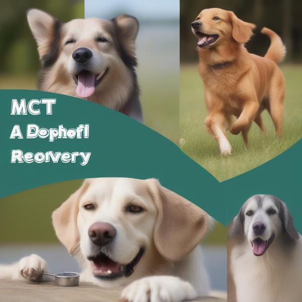 MCT Oil Uses in Dogs